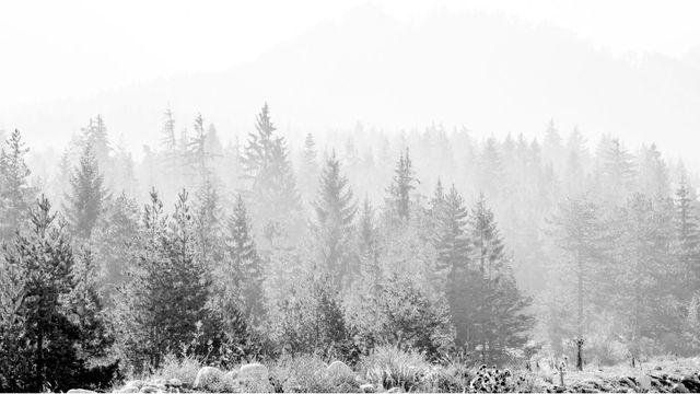 Wild Alaska Backdrop