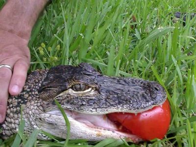 Season 01, Episode 03 Crocodile Feeding Frenzy