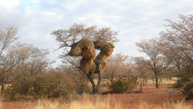 Africa's Wild Havens Backdrop