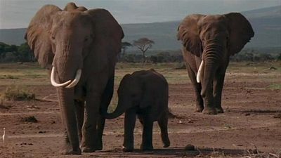 Season 01, Episode 14 African Elephant
