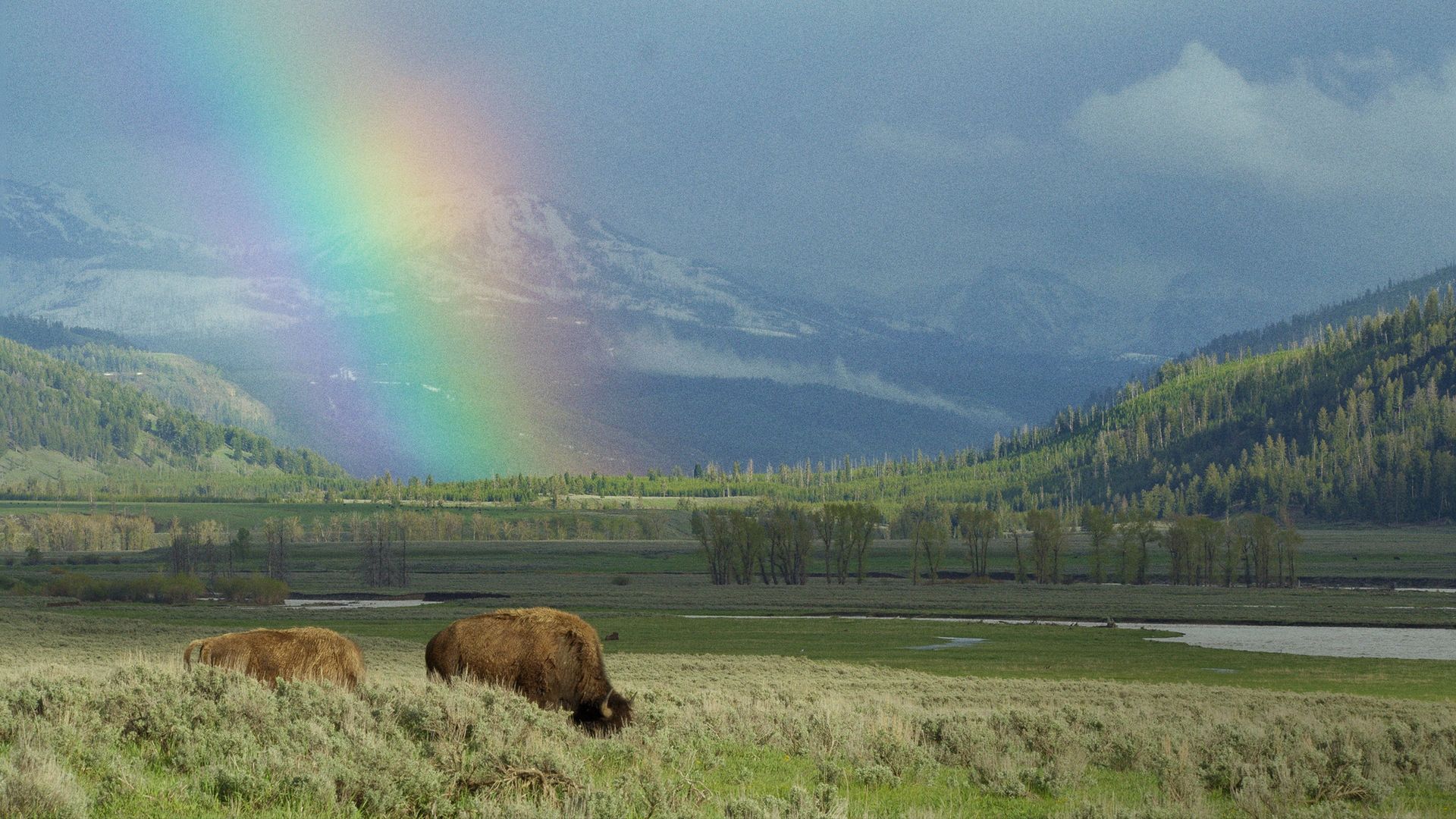 Epic Yellowstone Backdrop