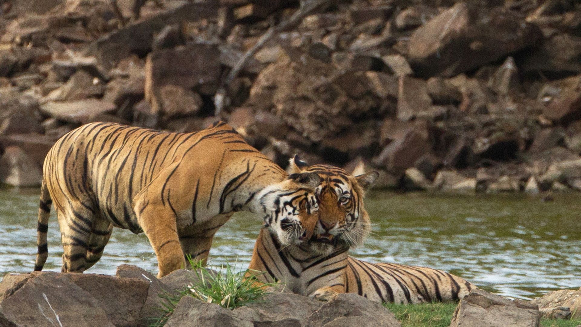 Into the Wild: India Backdrop