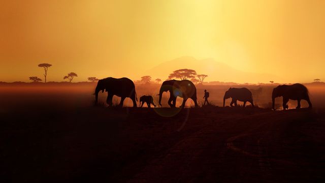 Walking with Elephants Backdrop