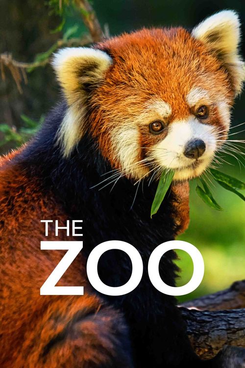 Zoo York | Accessories | Zoo York Mens Watch | Poshmark