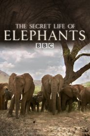 The Secret Life of Elephants Poster