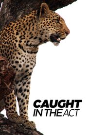  Caught in the Act Poster
