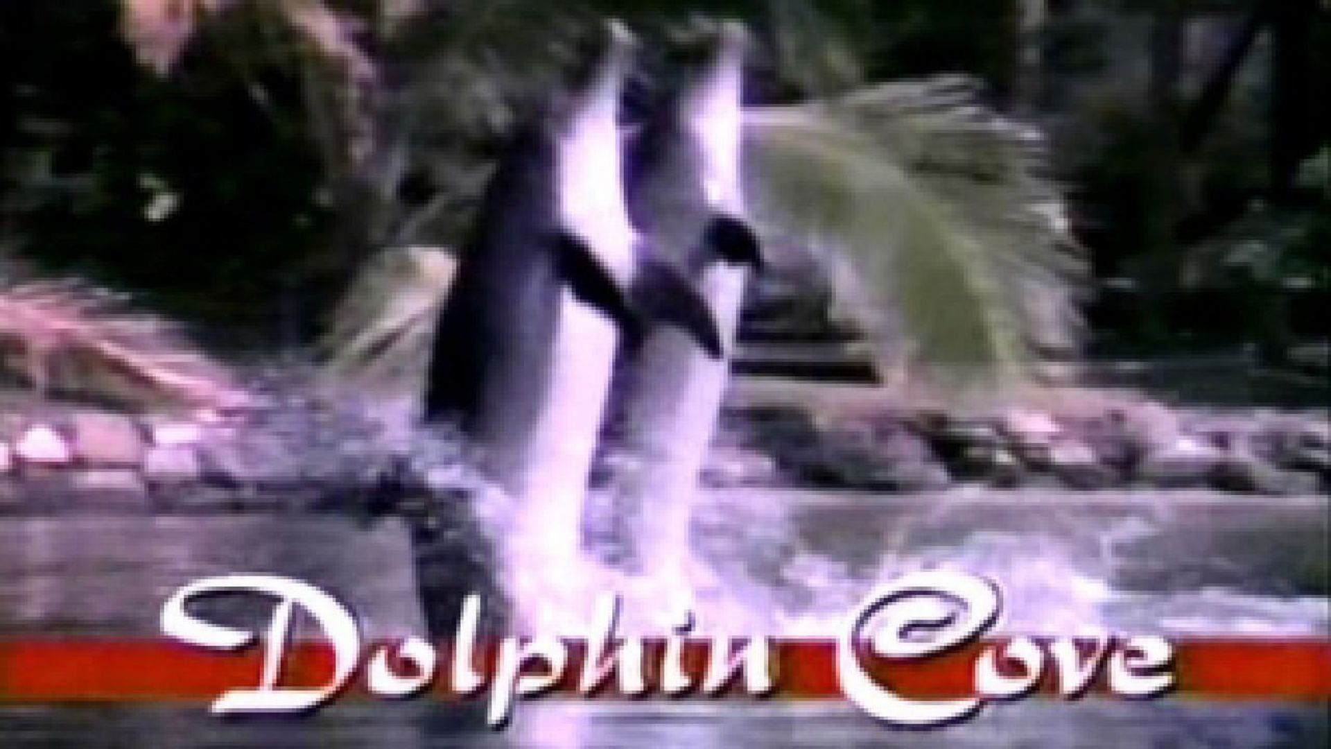 Dolphin Cove (TV Series 1989) - IMDb