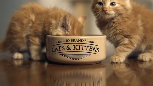 Jo Brand's Cats & Kittens Poster