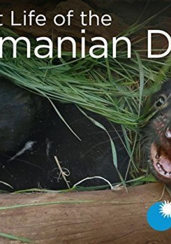  Secret Life of the Tasmanian Devil Poster