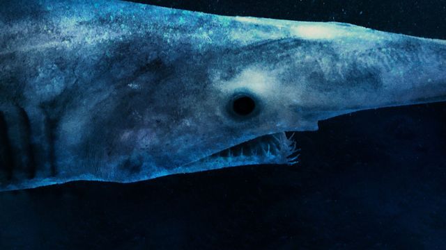 Alien Sharks: Stranger Fins Backdrop