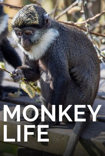  Monkey Life Poster