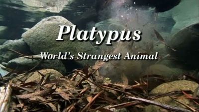 Season 2003, Episode 00 Platypus: World's Strangest Animal