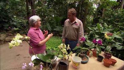 Season 11, Episode 19 Orchids as Houseplants; Purchasing a Kitchen Wall Cabinet
