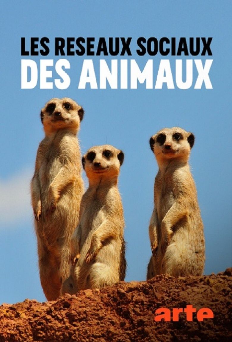 Animal social networks