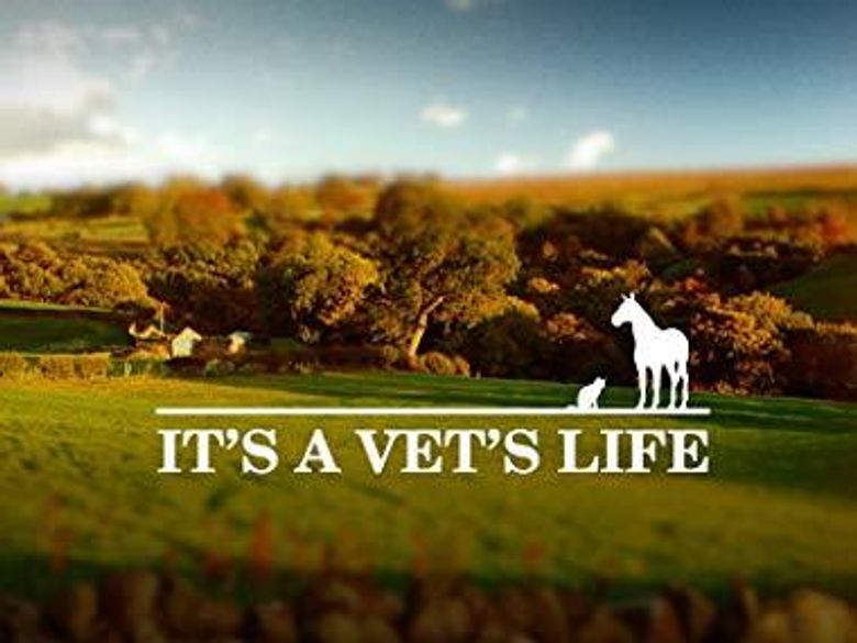 It's a Vet's Life