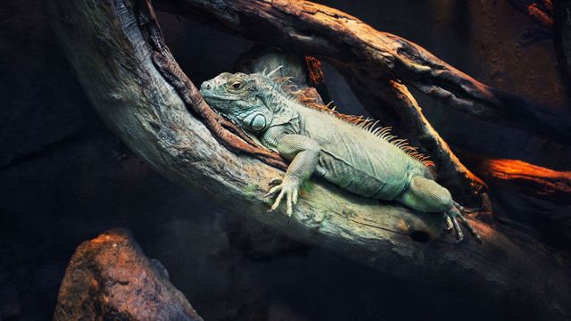72 Dangerous Animals: Latin America Backdrop