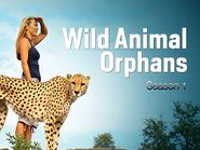  Wild Animal Orphans Poster