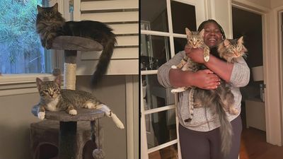 Season 30, Episode 53 Cat Fight