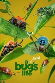  A Real Bug's Life Poster