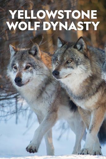  Yellowstone Wolf Dynasty Poster