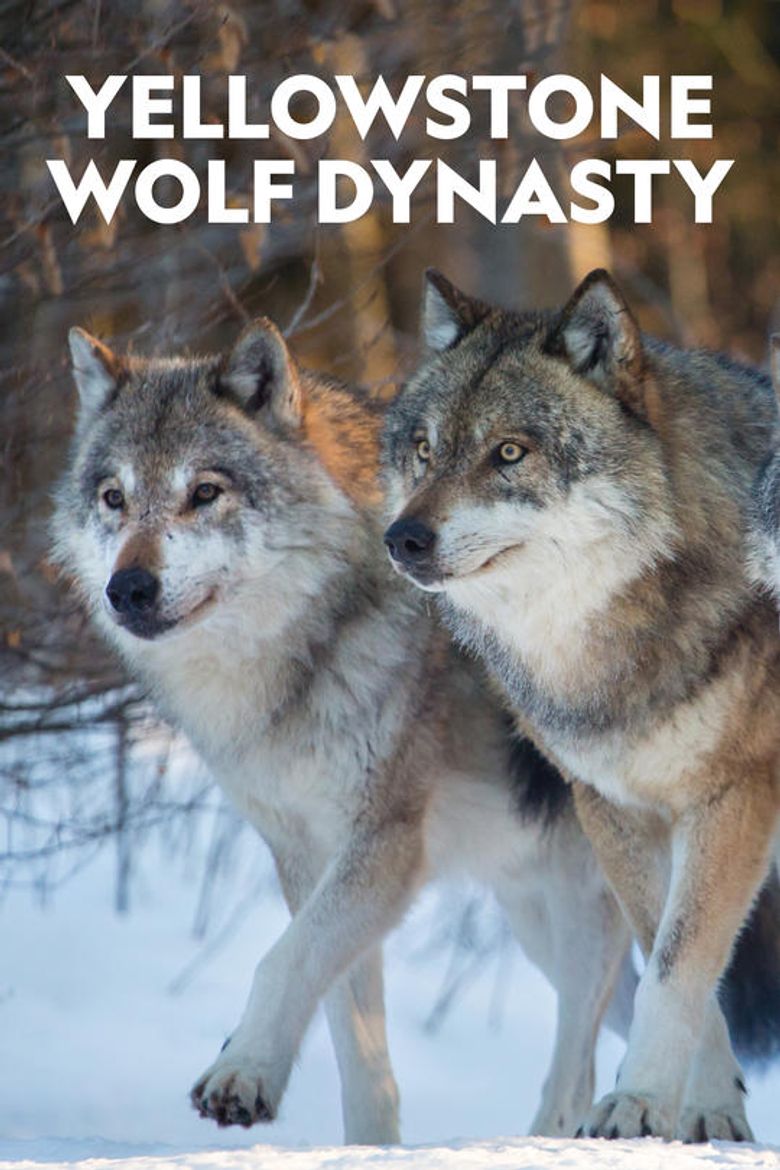 Yellowstone Wolf Dynasty