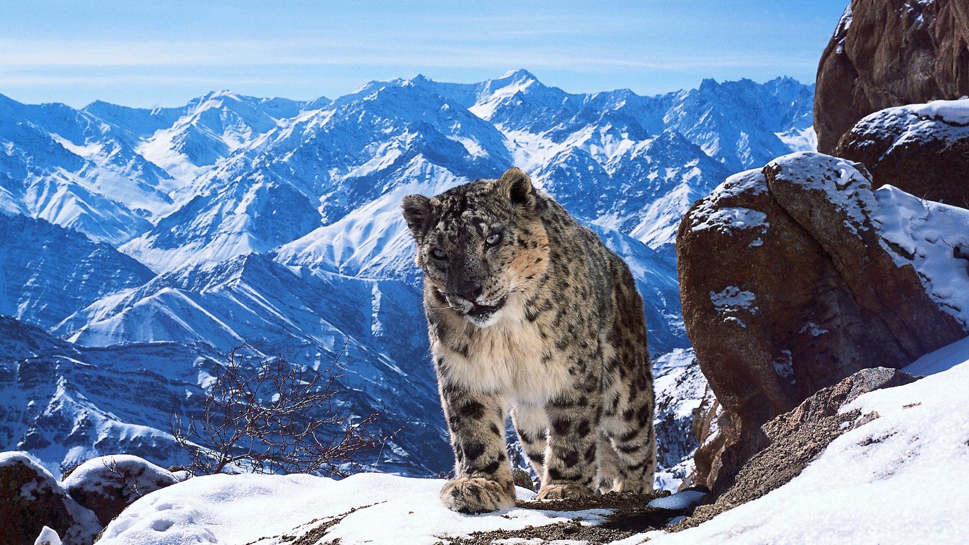 Planet Earth II Backdrop