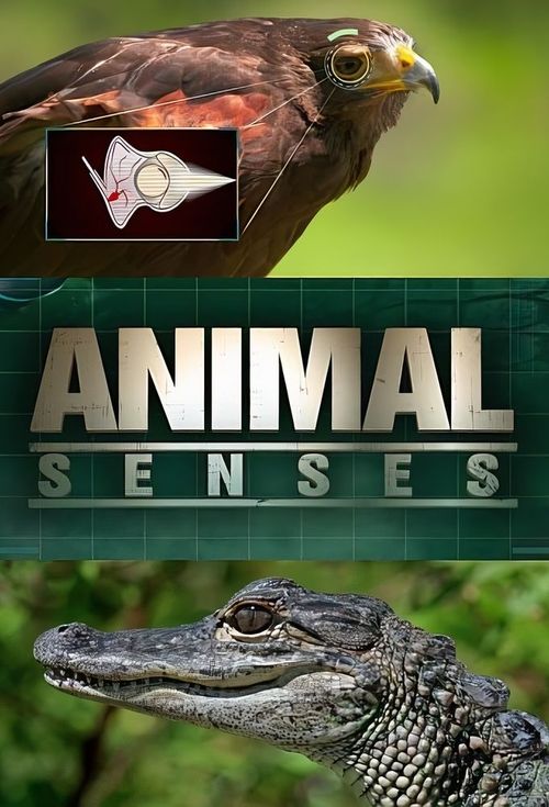 Animal Senses Poster
