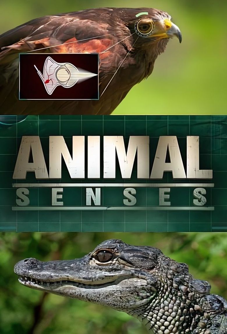 Animal Senses