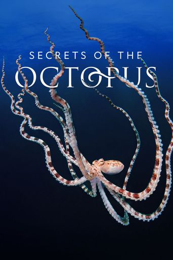 Secrets of the Octopus: Where to Watch and Stream Online | Reelgood