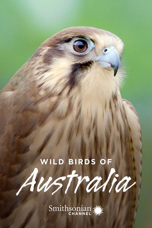 Wild Birds of Australia Poster