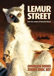  Lemur Street Poster
