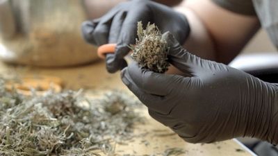 Season 01, Episode 17 Migrant Workers Are Making Thousands Trimming Marijuana in California