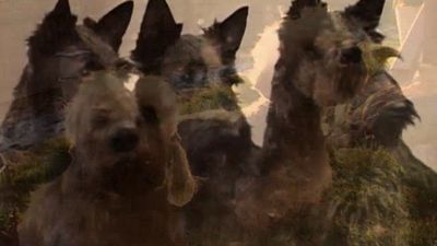 Season 02, Episode 20 Scottish Terrier