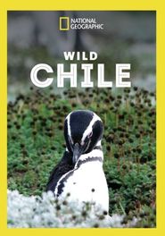  Wild Chile Poster