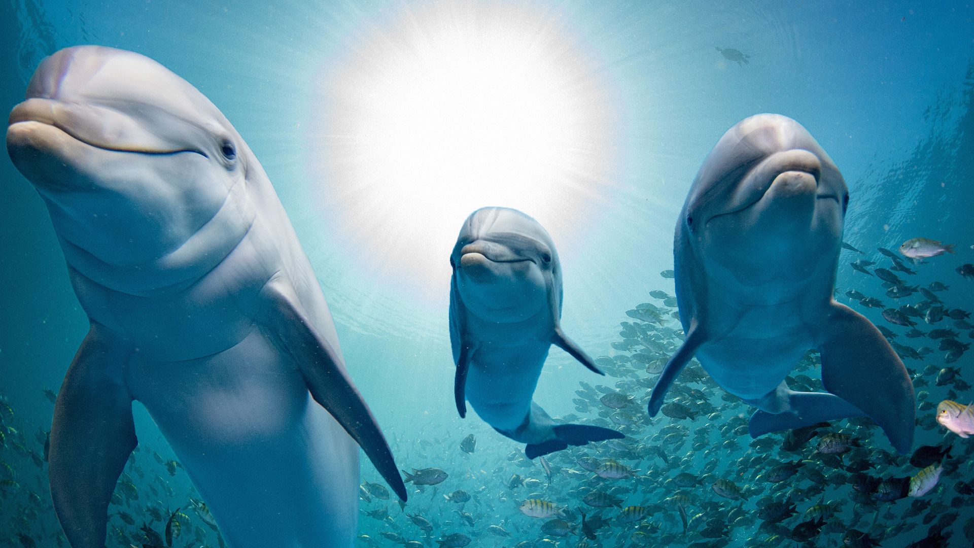 Dolphins: Spy in the Pod - Where to Watch Every Episode Streaming ...