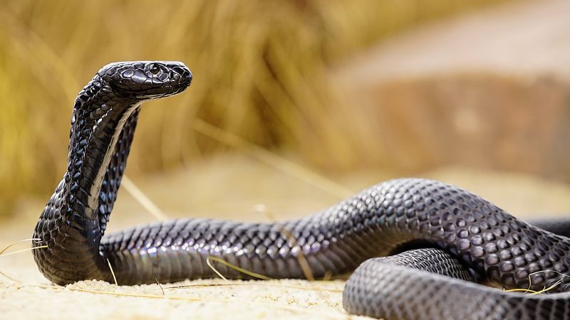 World's Deadliest Snakes Season 1: Where To Watch Every Episode | Reelgood