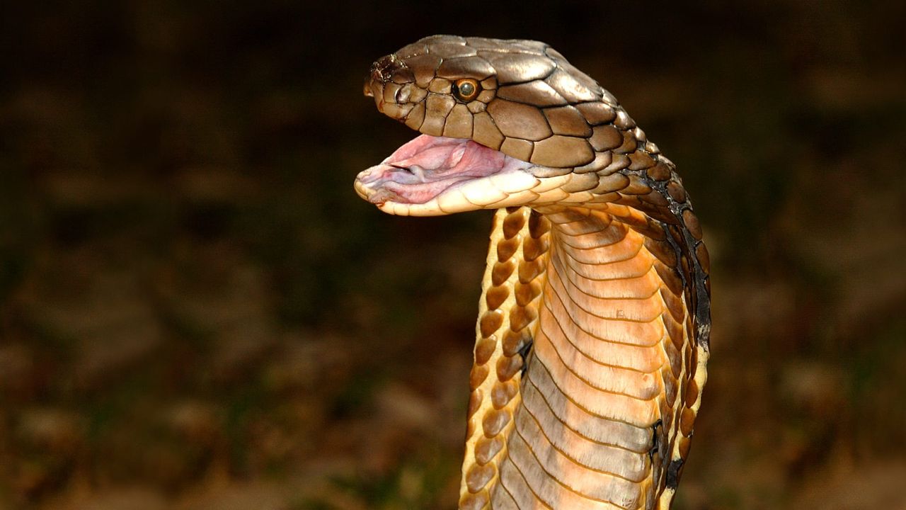 World's Deadliest Snakes: Where to Watch and Stream Online | Reelgood