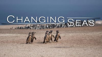 Season 12, Episode 03 Peru's Desert Penguins