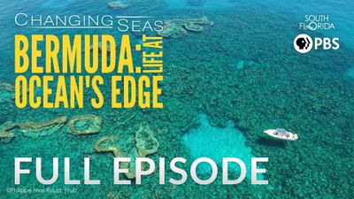 Season 15, Episode 03 Bermuda: Life at Ocean's Edge