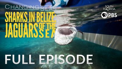 Season 15, Episode 02 Sharks in Belize: Jaguars of the Sea
