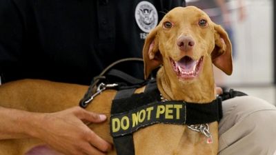 Season 01, Episode 04 TSA Dog Uses Expert Sniffing Skills to Detect Bombs