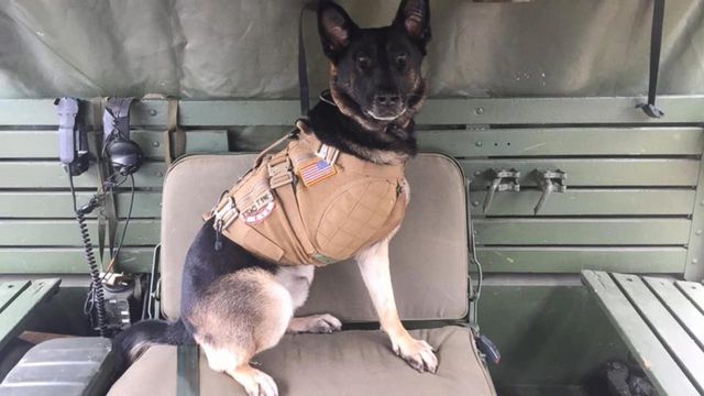 Career Canines Backdrop