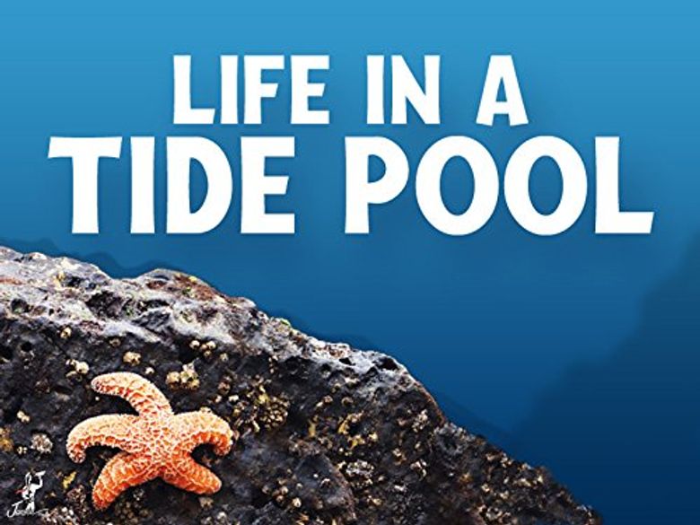 Life in a Tide Pool