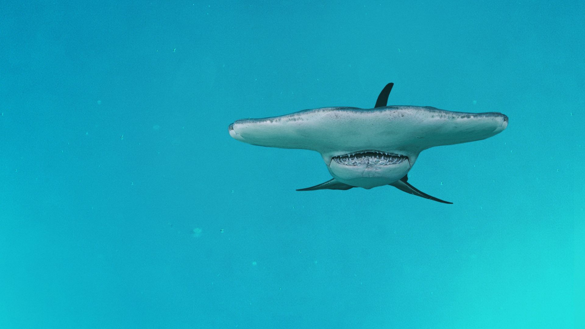 Great Hammerhead Stakeout Season 1 Where To Watch Every Episode Reelgood