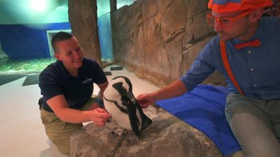 Season 01, Episode 76 Blippi Visits an Aquarium (The Florida Aquarium)
