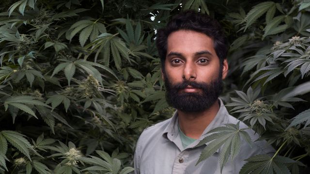 Weediquette Backdrop