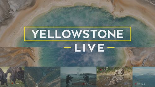 Yellowstone LIVE (TV Mini-Series 2018) Poster