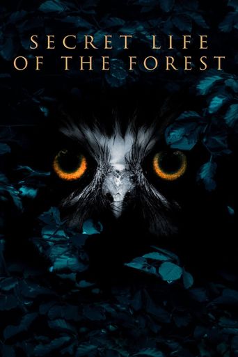 Inside The Forest Seasons Of Wonder Where To Watch And Stream Online
