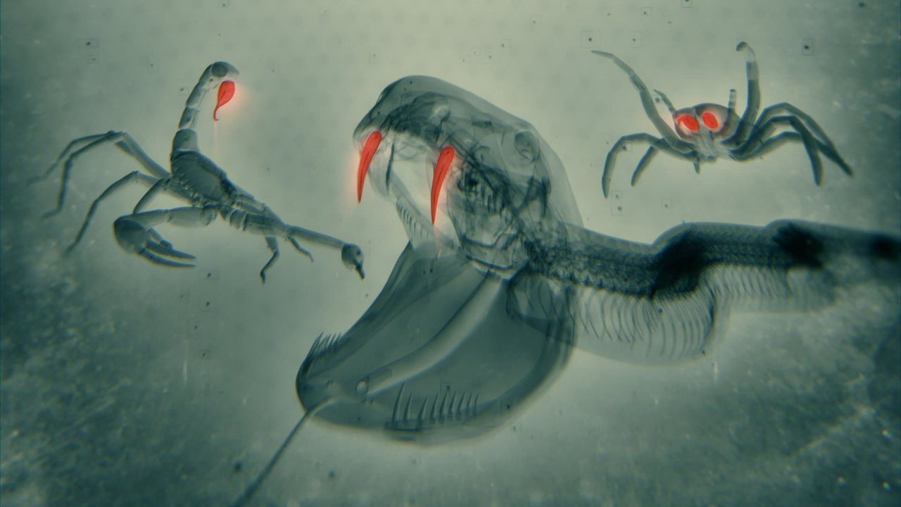 Animals Inactive World's Most Toxic Animals: Where to Watch and Stream Online | Reelgood