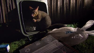 Season 03, Episode 03 Australia's Possum Wars